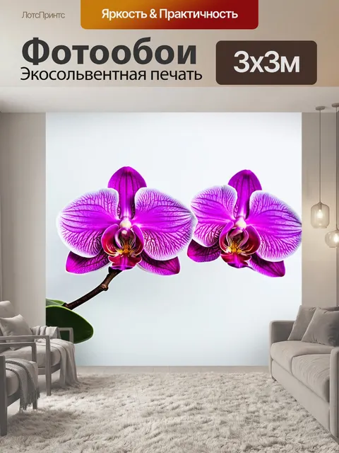 Фотообои орхидея, грациозно падающая на белый фон, подчеркивающая свою утонченность