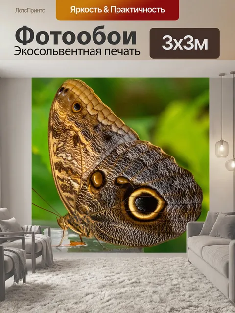 Фотообои Бабочка ест