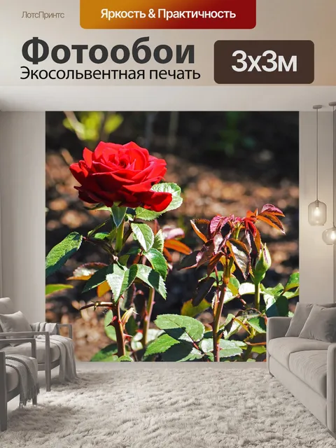 Фотообои Красная роза