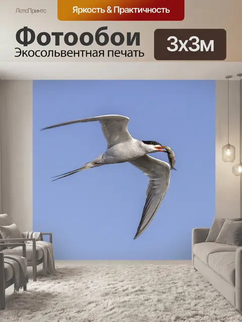 Фотообои Птица