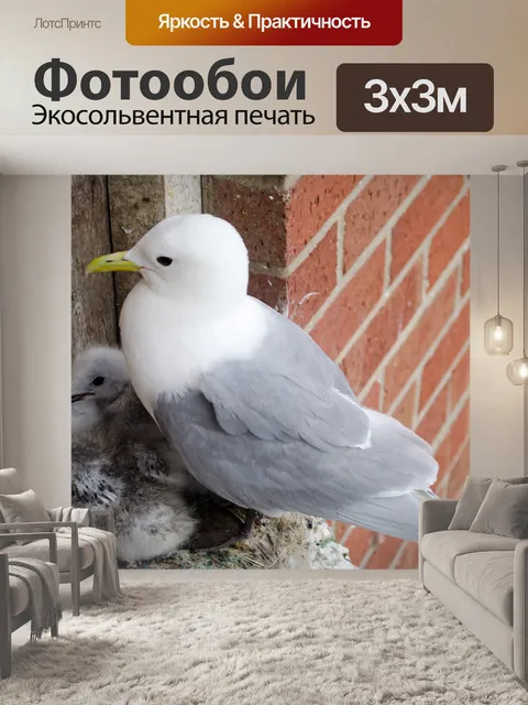 Фотообои Чайка и Chicks