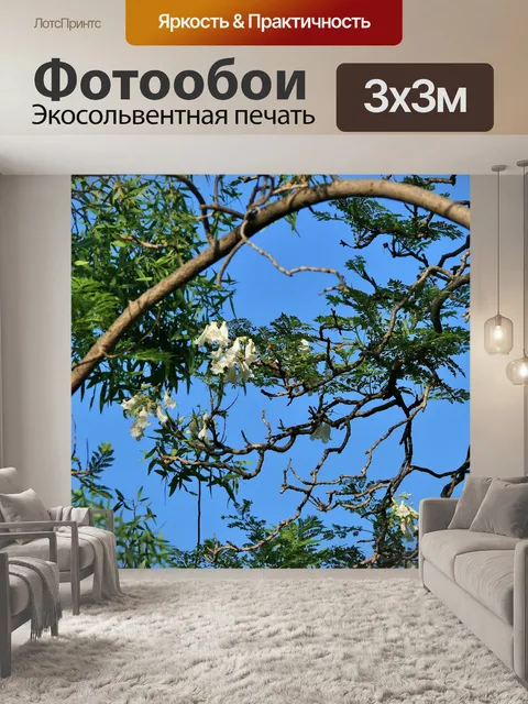 Фотообои Белые Jacaranda цветы
