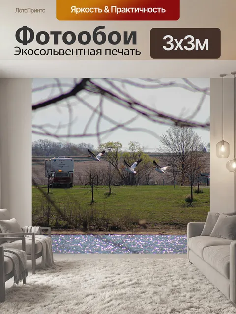 Фотообои Лебедь