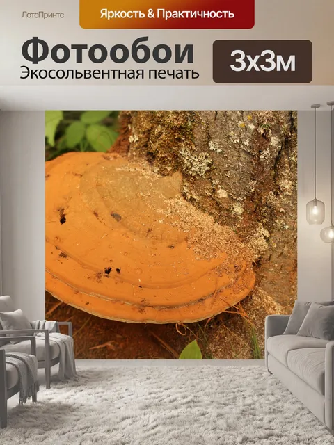 Фотообои Лес Wild Mushroom Tree