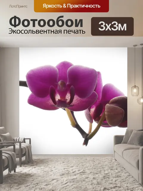 Фотообои Орхидея