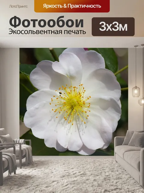 Фотообои Розы