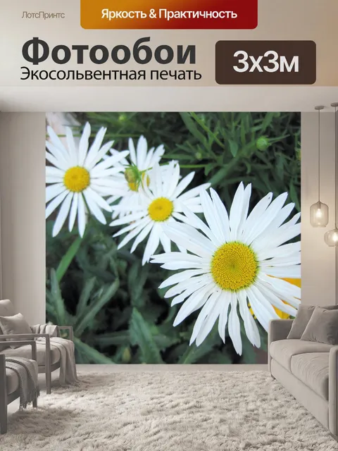 Фотообои белые простые ромашки