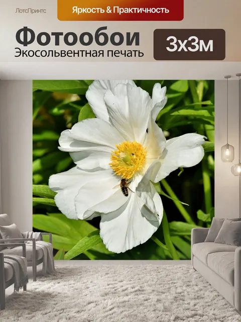 Фотообои Анемон