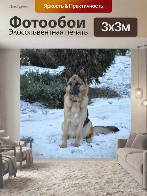 Фотообои Собака