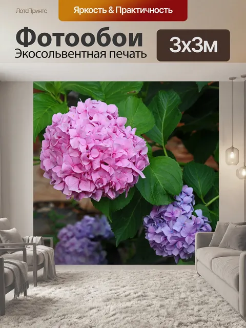 Фотообои розовые и фиолетовые цветы гортензии