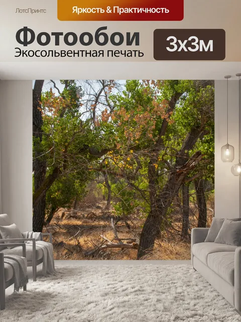 Фотообои Старые неманифицированные деревья