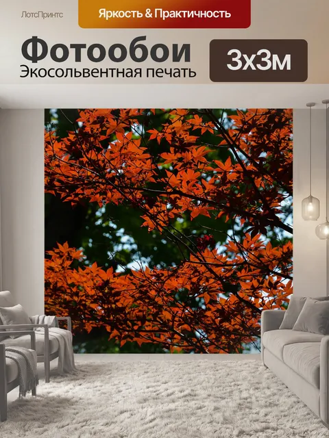 Фотообои Клен