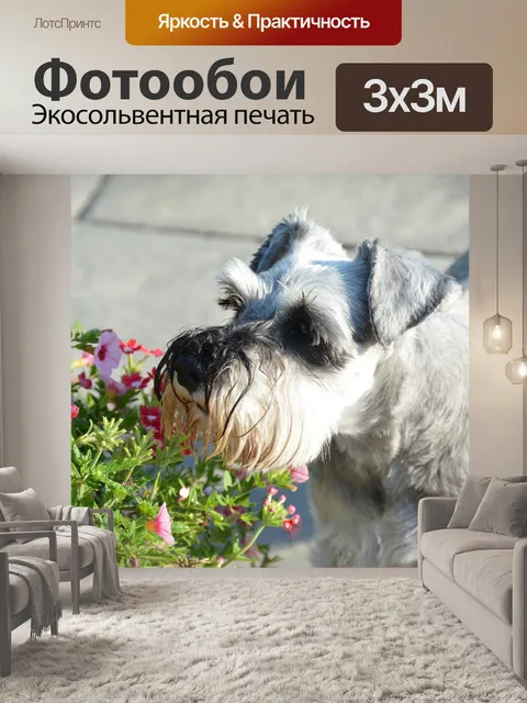 Фотообои Шнауцер