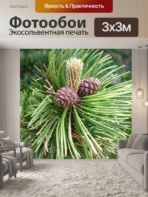 Фотообои Хвойное дерево