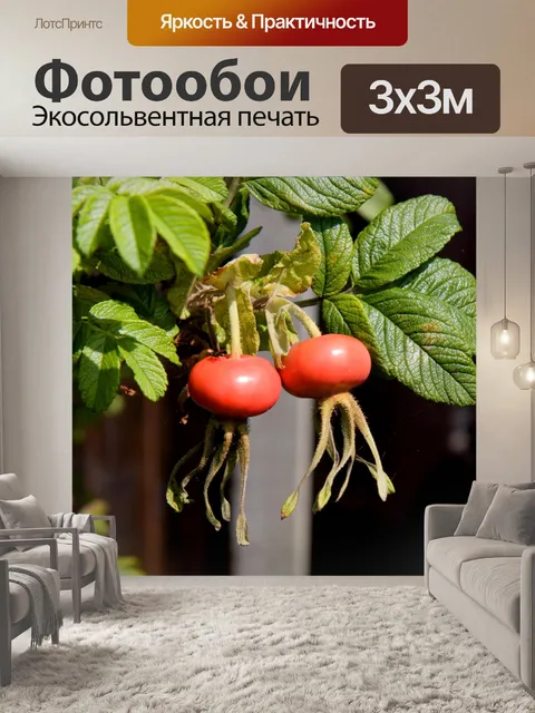 Фотообои Плоды шиповника на Буша