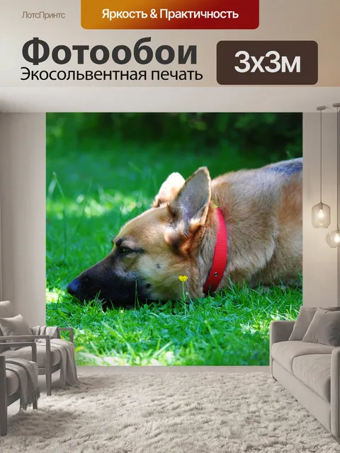 Фотообои Собака