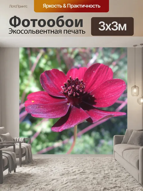 Фотообои космос