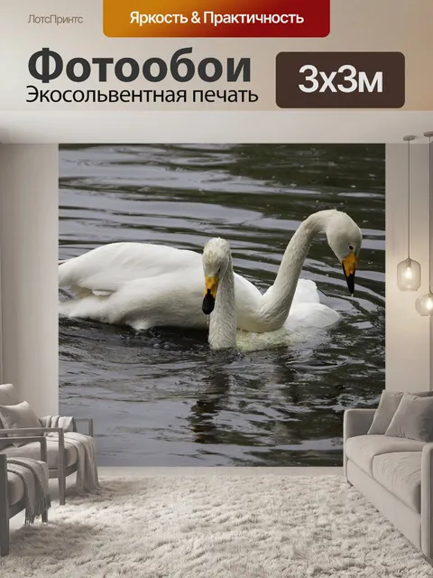 Фотообои Лебеди