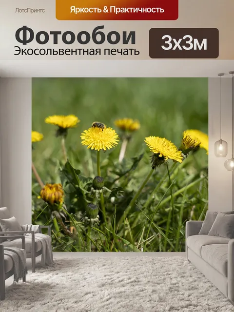 Фотообои Одуванчик