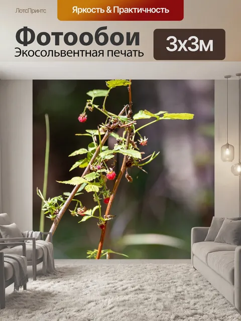 Фотообои лес