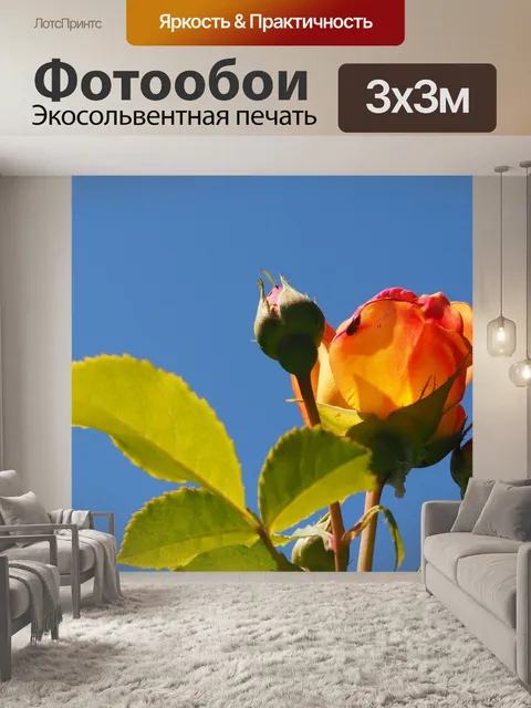 Фотообои Роза