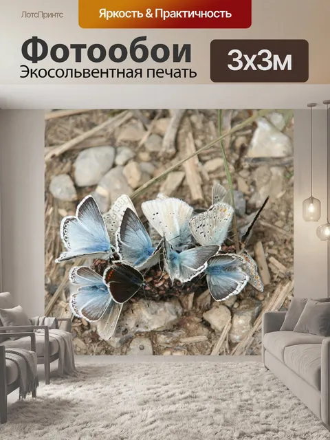 Фотообои Бабочки