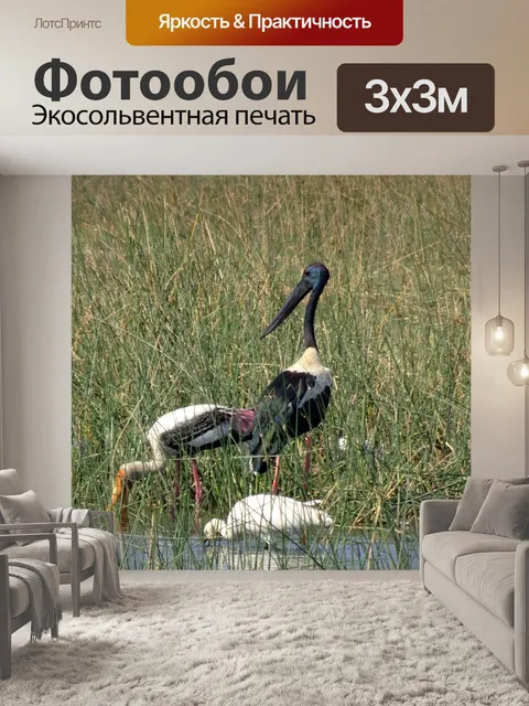 Фотообои Птица