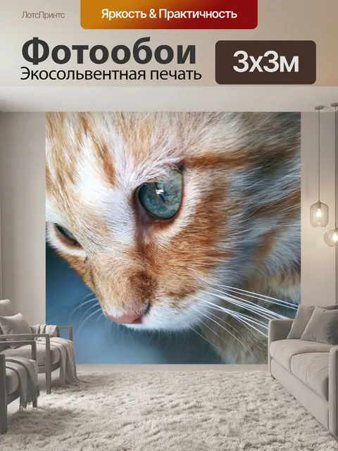 Фотообои Кошки кошка