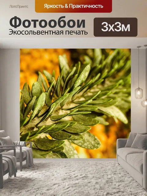 Фотообои Кактус пустынное растение