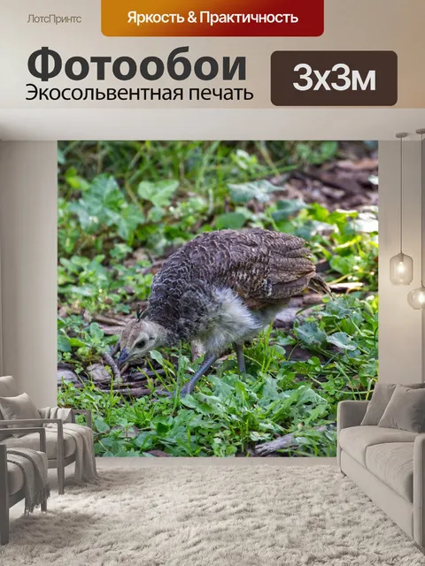 Фотообои Птица