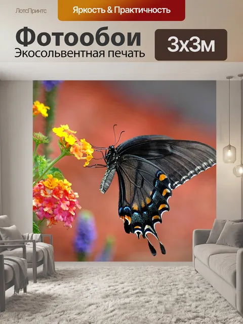 Фотообои Черный Махаон