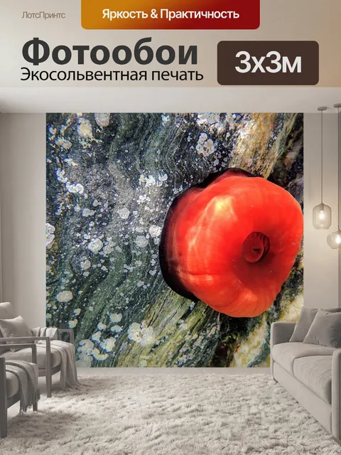 Фотообои Ветреница моря красный