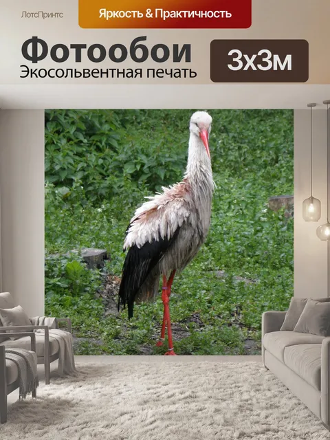 Фотообои Аист