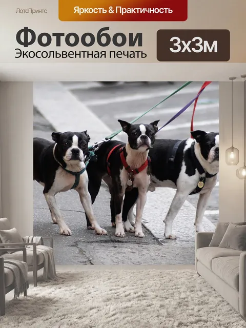 Фотообои Собака