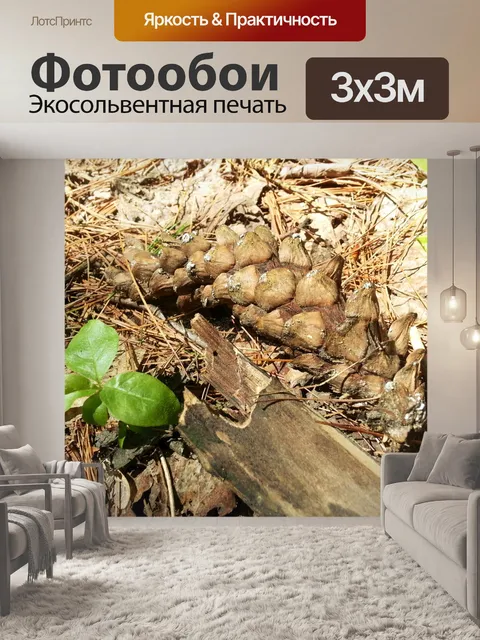 Фотообои Этажи леса