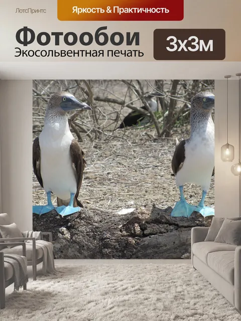 Фотообои Глупые птицы