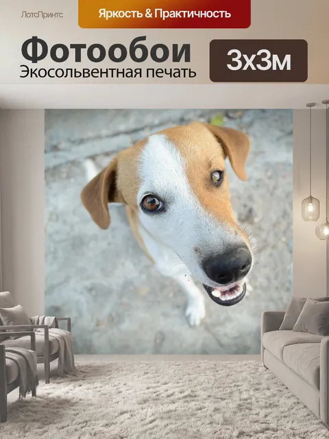 Фотообои Собака