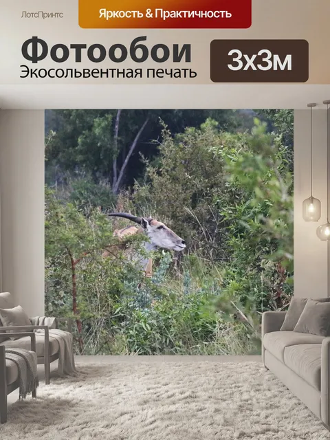 Фотообои проблеск антилопы канны