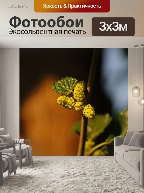 Фотообои гроздь зеленой шелковицы