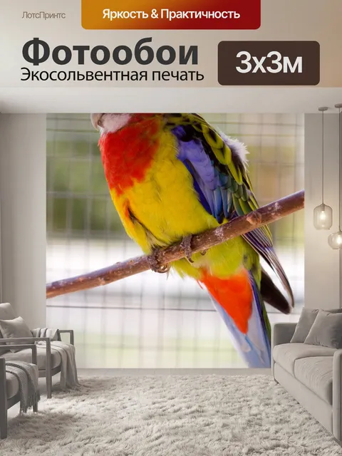 Фотообои Попугай птица