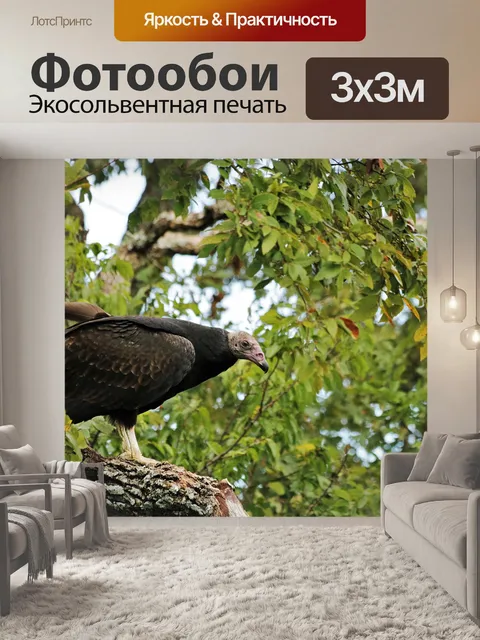Фотообои Турция Стервятник в Дереве