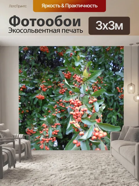 Фотообои Feuillage016 красные фрукты филиал