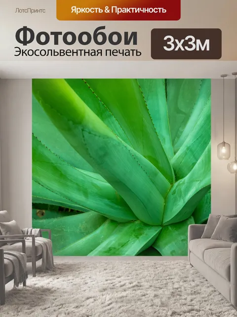 Фотообои Зеленый суккулент
