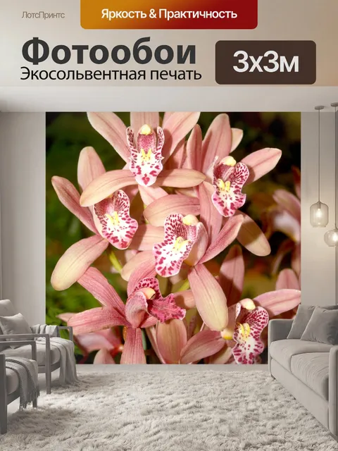 Фотообои Фото цветка орхидеи