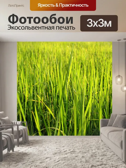 Фотообои Зеленое рисовое поле