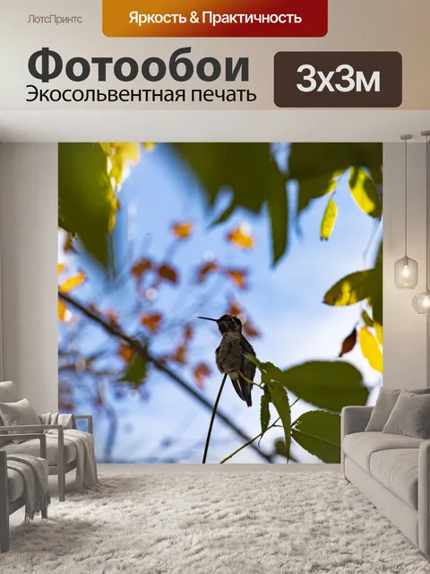 Фотообои Колибри сидел