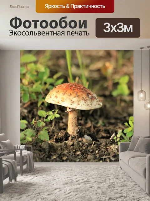Фотообои Оранжевый гриб Аманита