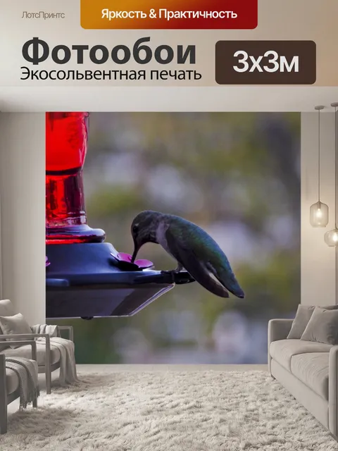 Фотообои Колибри, расположенные на фидере
