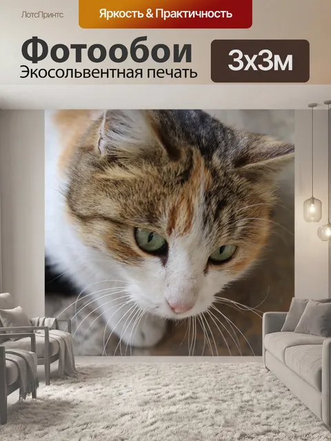 Фотообои Кошка