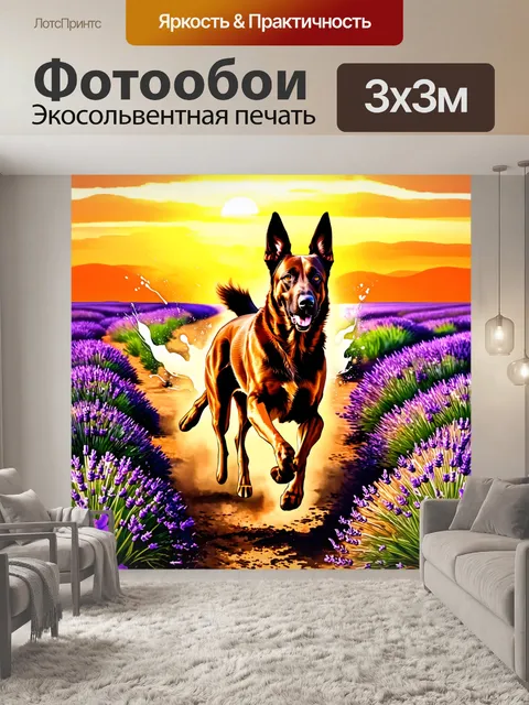 Фотообои бельгийская овчарка малинуа